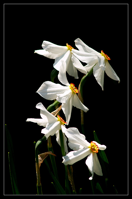 photo "Narcisus" tags: nature, flowers