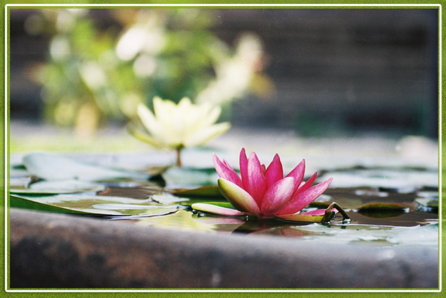 photo "Lilly in firecan" tags: landscape, travel, Asia, water