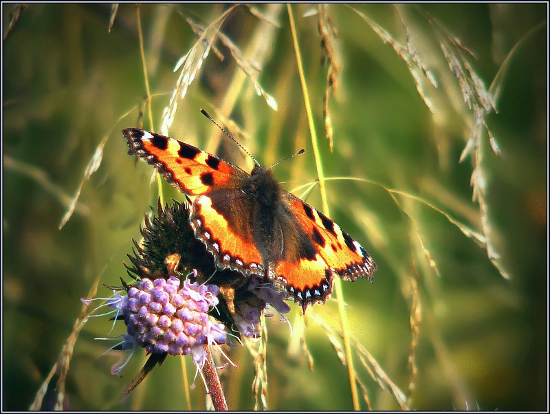 photo "Aglais urticae" tags: macro and close-up, nature, insect