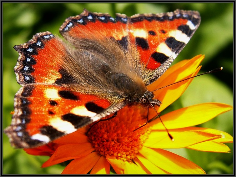 photo "..." tags: nature, macro and close-up, insect