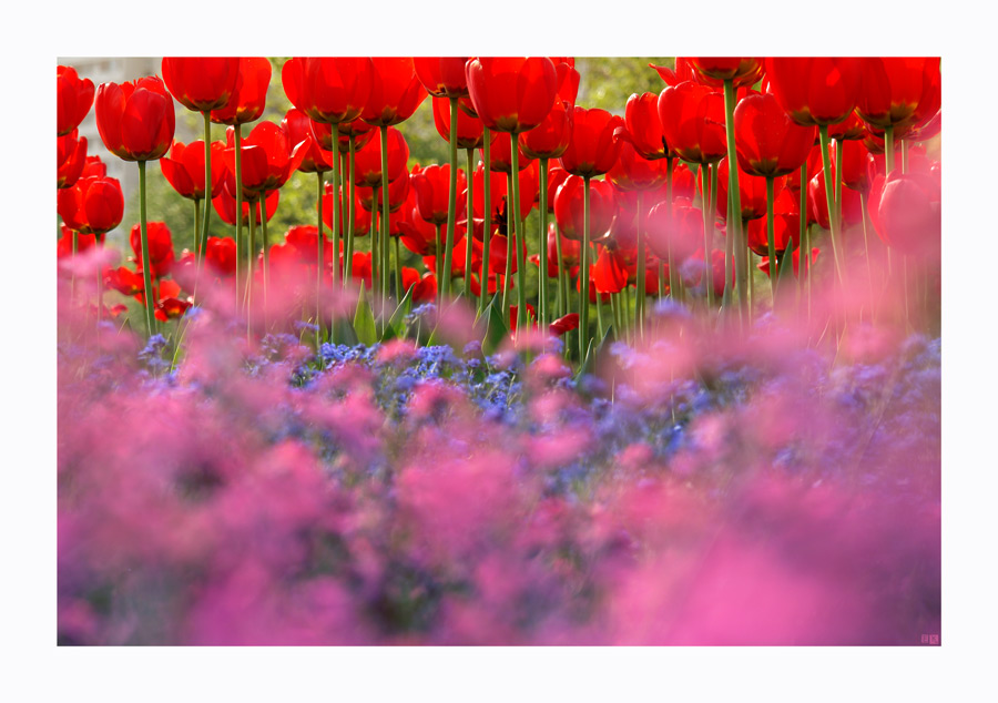 photo "In pink a smoke..." tags: nature, landscape, summer