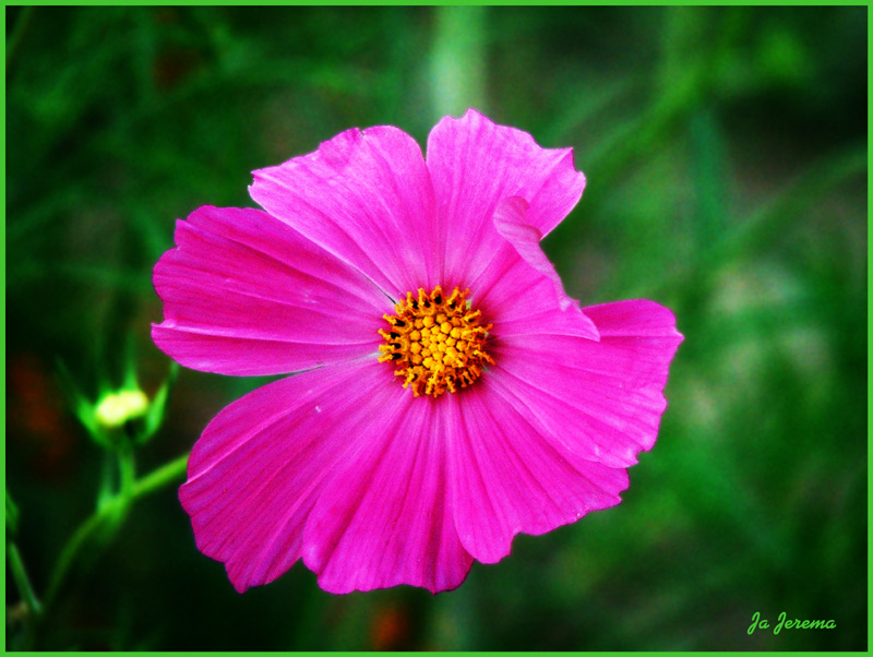 photo "Vivid Flower" tags: misc., 
