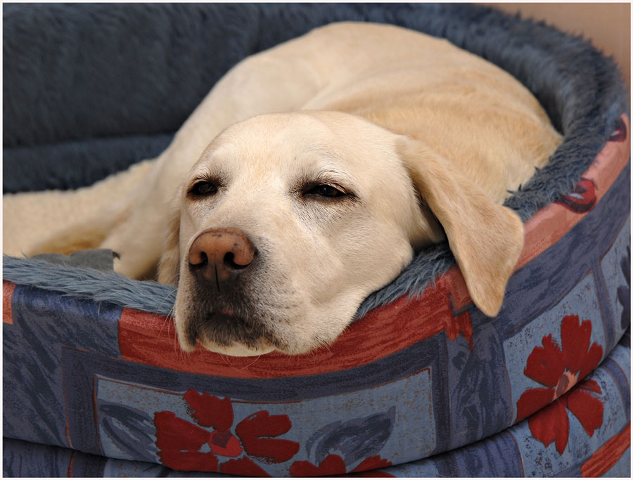 photo "my labrador" tags: misc., 