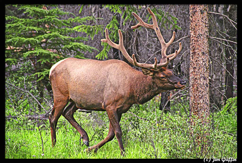 photo "Look out for that tree!" tags: nature, wild animals