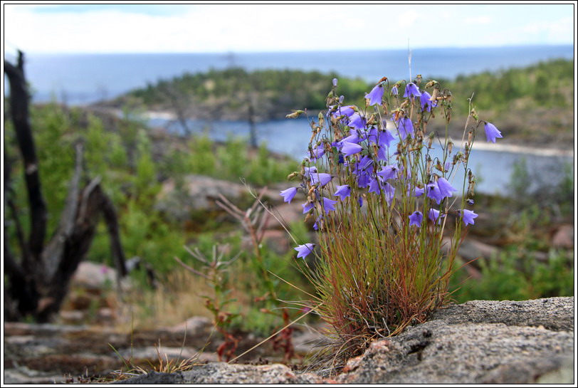 photo "Ladoga. Flowers-handbells" tags: landscape, nature, flowers, water