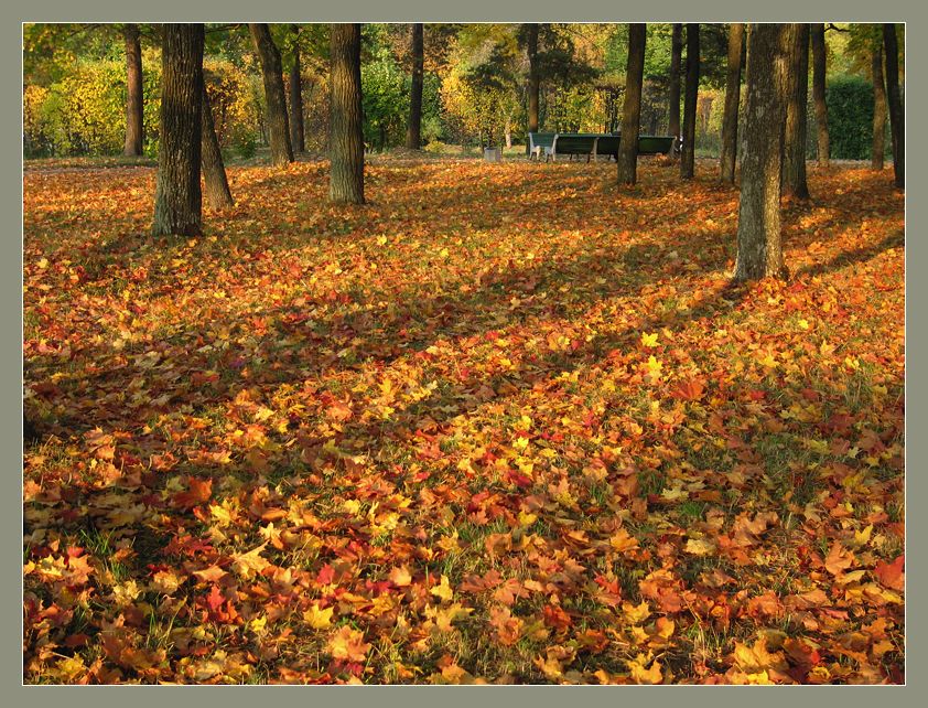 photo "Carpet from yellow leaves" tags: landscape, autumn, forest