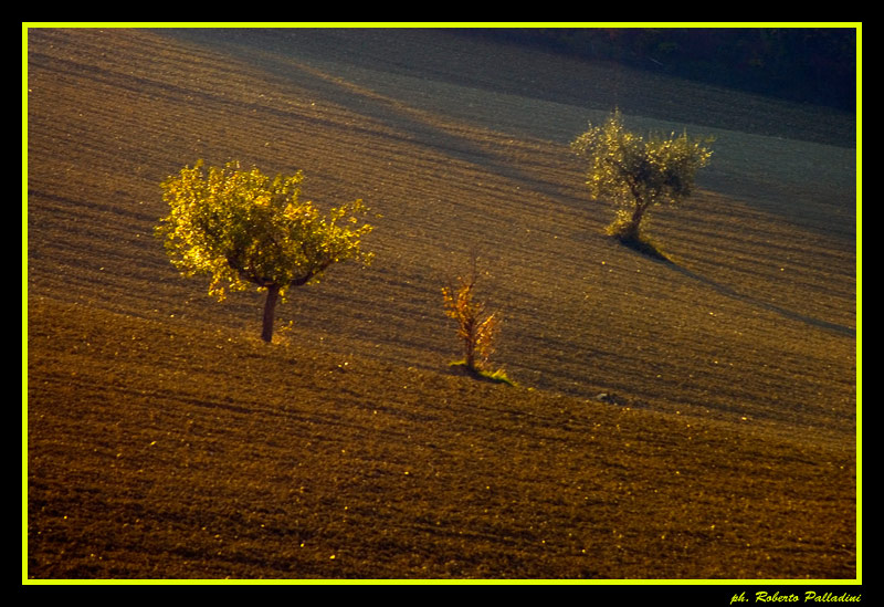 фото "A field in autumn" метки: пейзаж, 