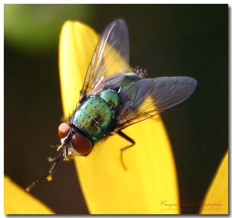 photo "I don't like junk food !" tags: nature, macro and close-up, insect