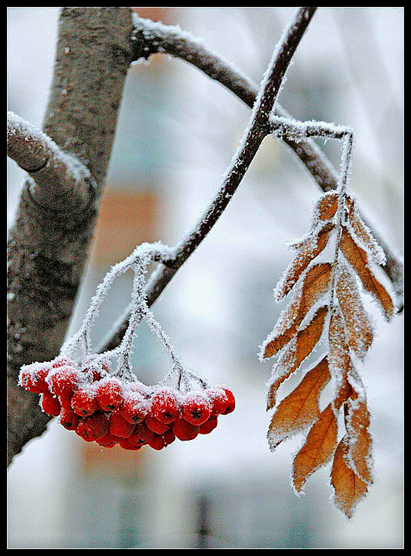 фото "Иней..." метки: природа, цветы