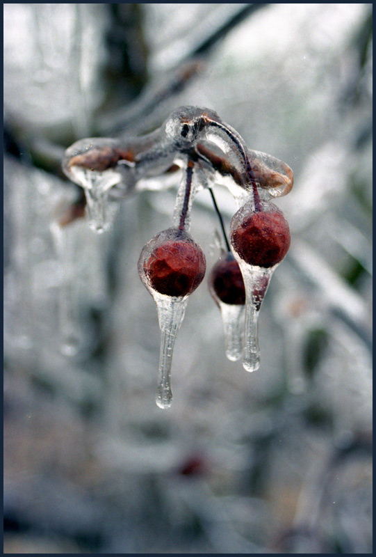 photo "On ICE" tags: nature, flowers