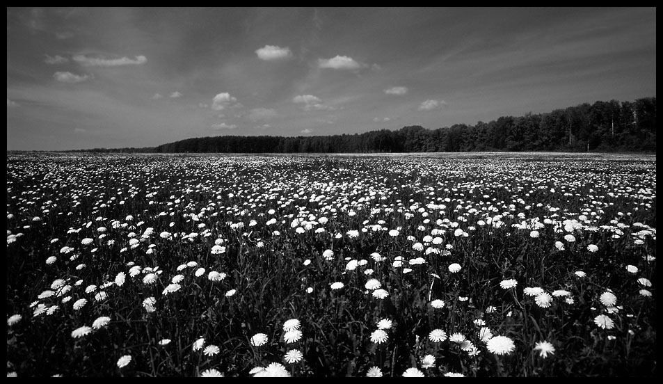 photo "Dream about summer" tags: landscape, black&white, summer