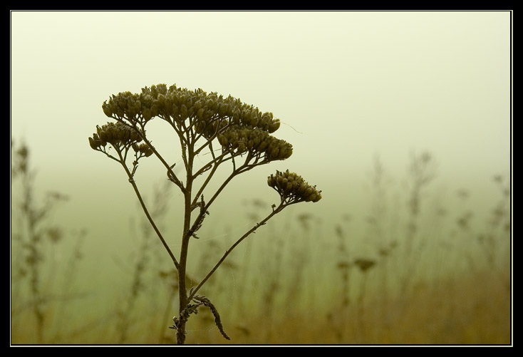 фото "В тумане уходящей осени" метки: пейзаж, природа, осень, цветы