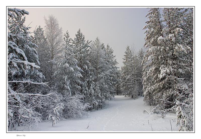 фото "Frosty tenderness..." метки: пейзаж, зима