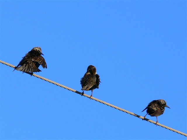 photo "blacks birds" tags: nature, wild animals