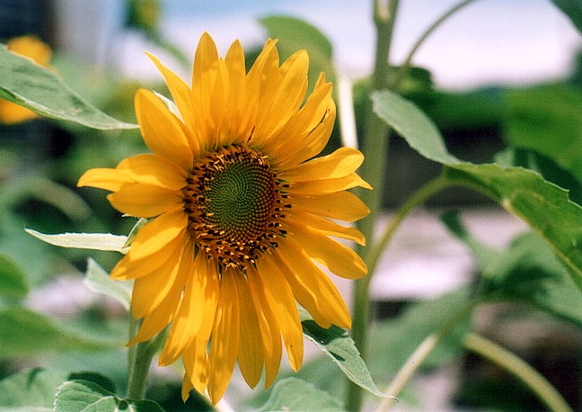 фото "Sunflower" метки: природа, макро и крупный план, цветы