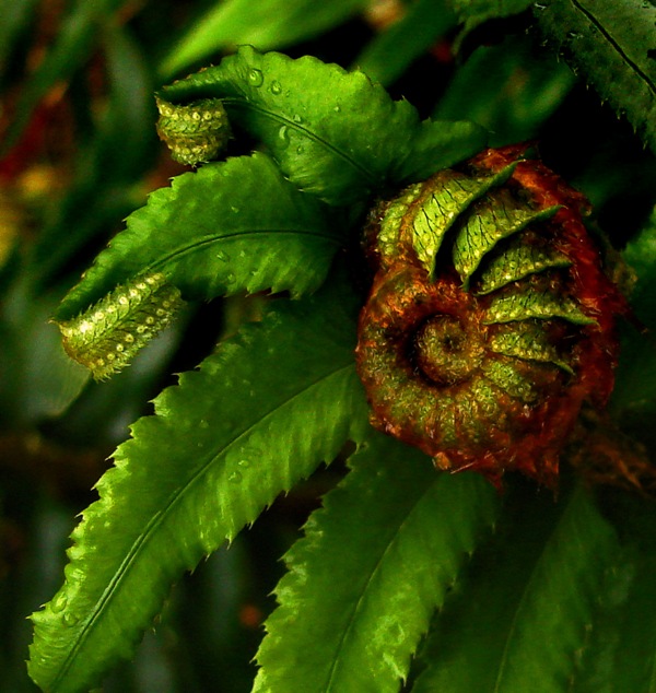 фото "Rain Forest Fern" метки: макро и крупный план, природа, цветы