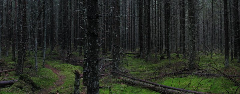 photo "'In the dark forest'" tags: landscape, panoramic, forest