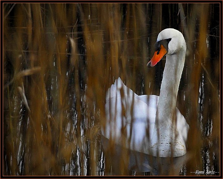 photo "Swan between the sheer" tags: nature, wild animals