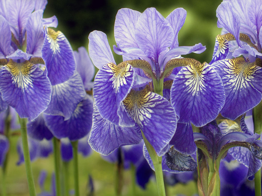 photo "Irises" tags: nature, macro and close-up, flowers