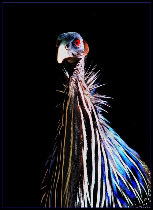 photo "Complacency" tags: nature, wild animals
