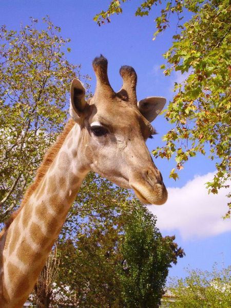 photo "Lady Giraffe" tags: nature, wild animals