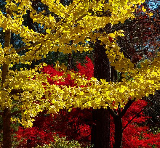 фото "YELLOW and RED" метки: природа, пейзаж, осень