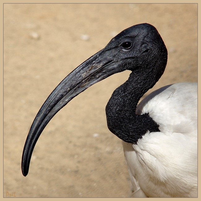 photo "Terrestrial embodiment of god Tot" tags: nature, wild animals
