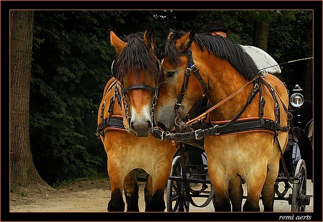 фото "I love you ..... me too ....." метки: репортаж, юмор, 