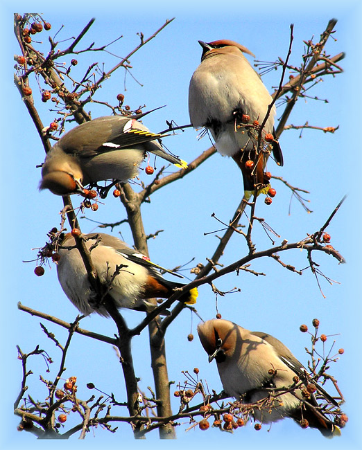 photo "Waxwings  arrived" tags: nature, wild animals