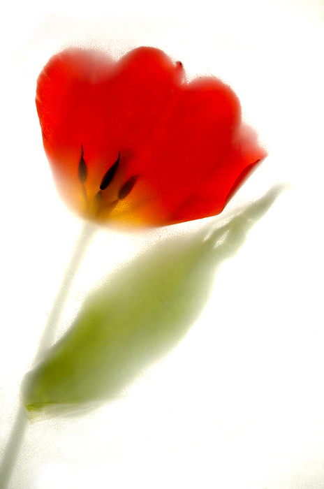 photo "Tulip" tags: nature, flowers