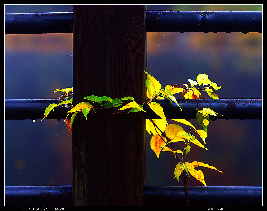 photo "***" tags: nature, abstract, flowers