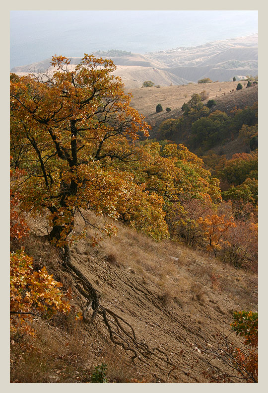 photo "The Tree" tags: landscape, autumn