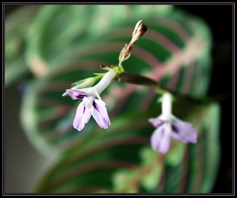 photo "small home MAKROpleasure" tags: nature, macro and close-up, flowers