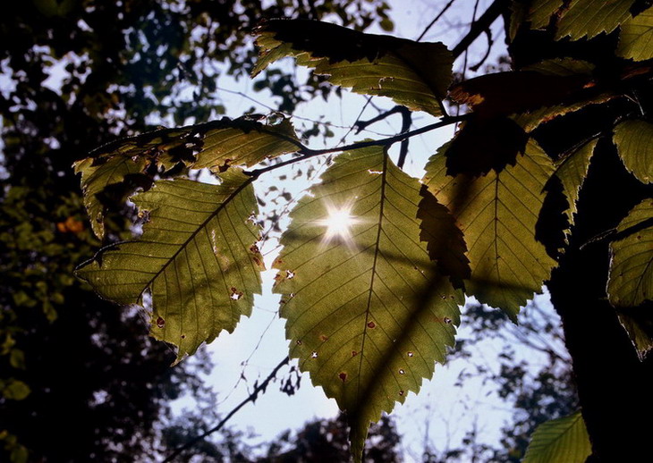 photo "***" tags: landscape, genre, autumn