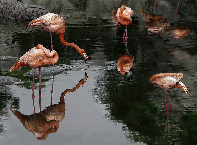 photo "some sleepies and Narcissus.. =)" tags: nature, wild animals