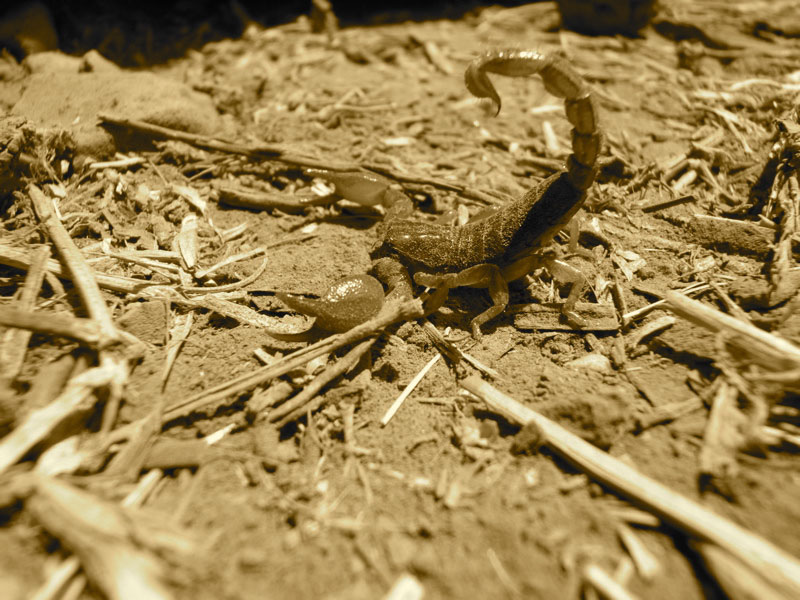 photo "dangerous macro" tags: nature, insect