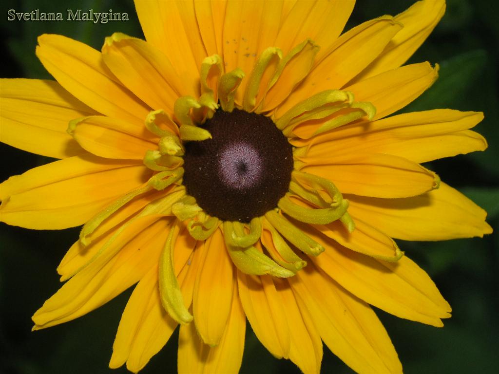 photo "***" tags: nature, flowers