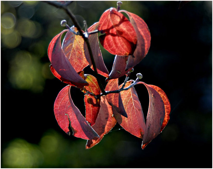 photo "herbst" tags: nature, 