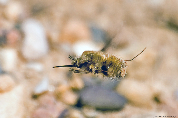 фото "Муха-жужжало" метки: природа, макро и крупный план, насекомое