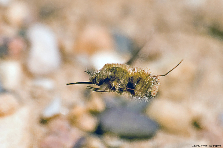 photo "Bombilius major" tags: nature, macro and close-up, insect