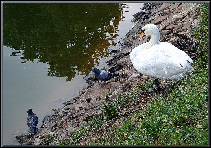 photo "The involuntary witness of serious conversation" tags: nature, genre, wild animals