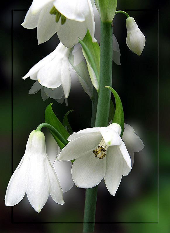 photo "***" tags: nature, flowers