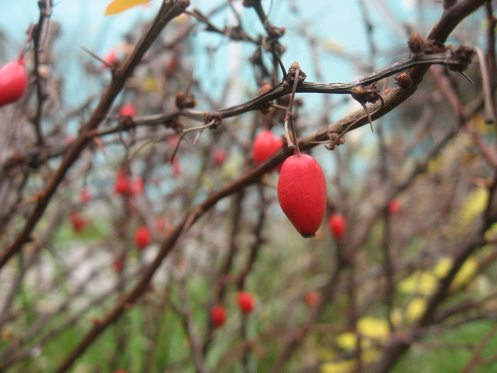 photo "Berry" tags: nature, macro and close-up, flowers