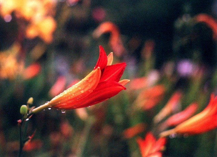 photo "Lily" tags: macro and close-up, nature, flowers