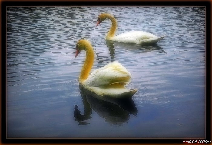 photo "two swans" tags: nature, wild animals