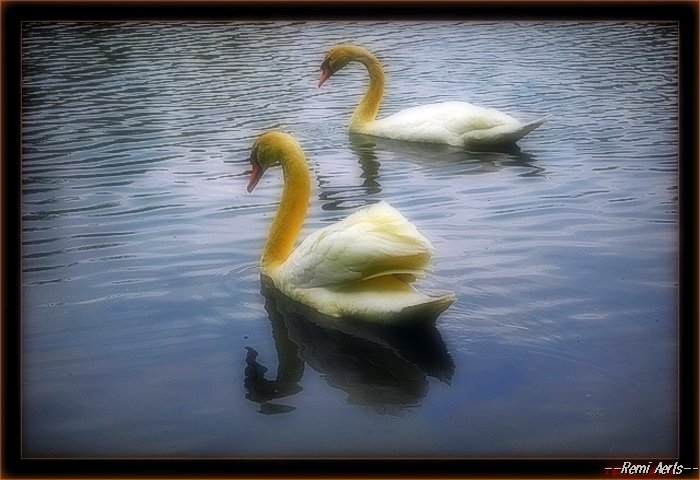 фото "two swans" метки: природа, дикие животные