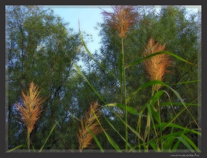 photo "***" tags: landscape, nature, flowers