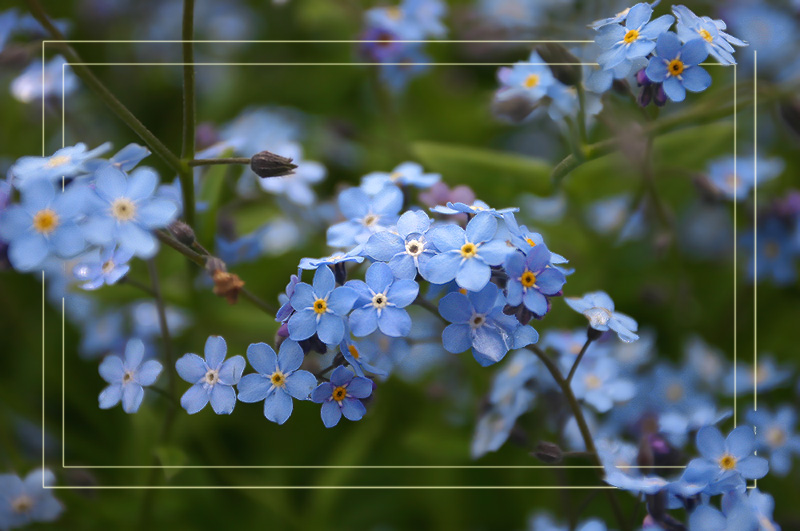 фото "Голубое настроение..." метки: природа, макро и крупный план, цветы
