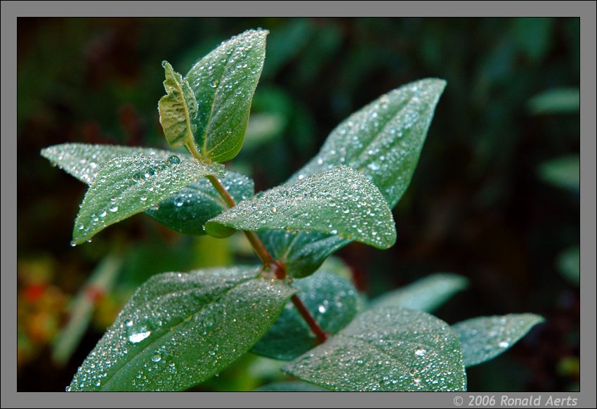 photo "Simply wet" tags: macro and close-up, nature, flowers