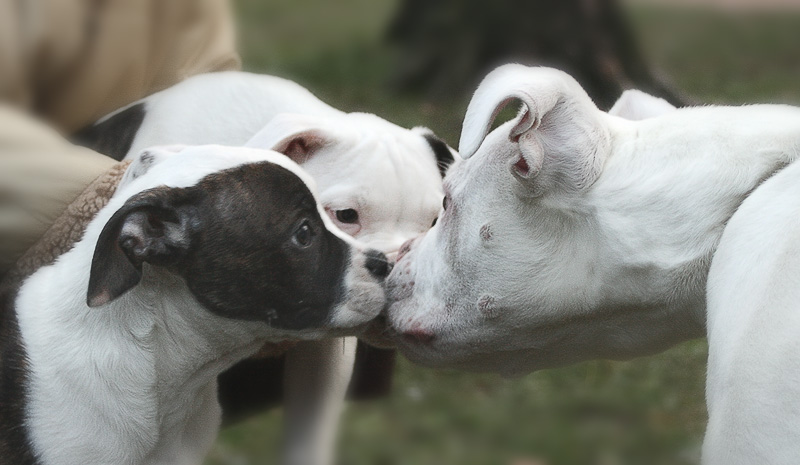 photo "three dogs" tags: nature, pets/farm animals